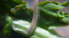 Polydesmus stuxbergi