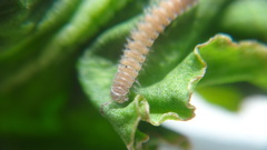 Polydesmus stuxbergi