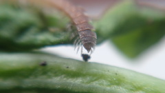 Polydesmus stuxbergi