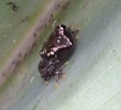 Guibemantis