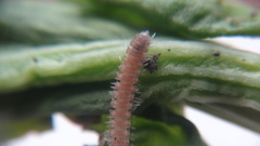 Polydesmus stuxbergi