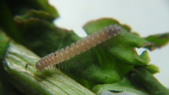 Polydesmus stuxbergi