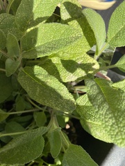 Salvia officinalis