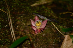 Nematanthus tessmannii