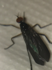 Rhamphomyia longicauda