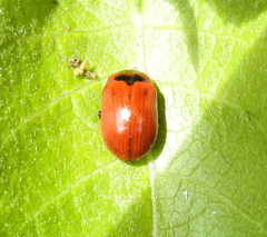Gonioctena viminalis