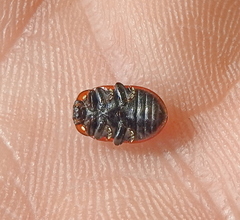 Gonioctena viminalis