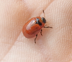 Gonioctena viminalis