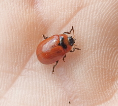 Gonioctena viminalis