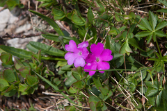 Primula hirsuta