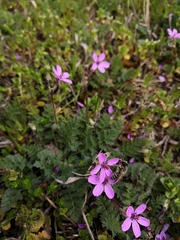 Erodium cicutarium