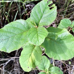 Trymalium odoratissimum