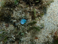 Rhopalaea