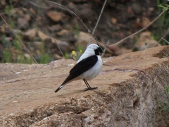 Oenanthe melanoleuca