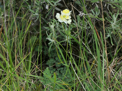 Thalictrum tuberosum