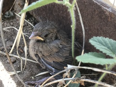 Cardinalis
