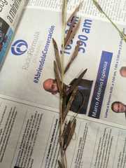 Penstemon dasyphyllus