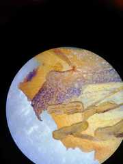 Penstemon dasyphyllus