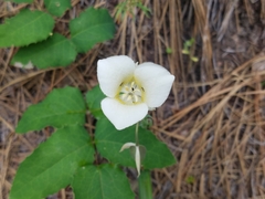 Calochortus apiculatus