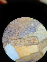 Penstemon dasyphyllus