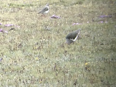 Vanellus resplendens