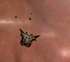 Acrosomoides acrosomoides