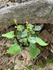 Berberis thunbergii