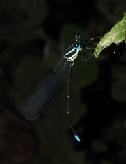 Caconeura