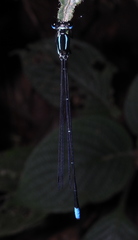 Caconeura