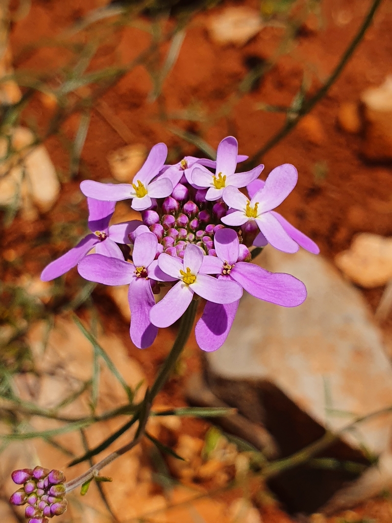 ciliate-leaved candytuft