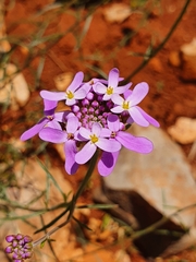 Iberis ciliata
