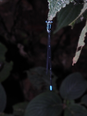 Caconeura