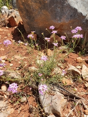 Iberis ciliata