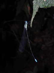 Caconeura