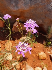 Iberis ciliata