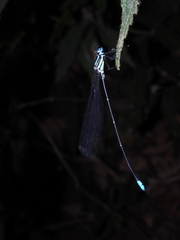 Caconeura