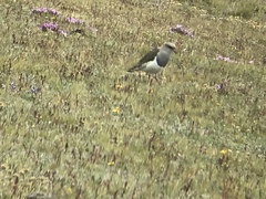 Vanellus resplendens