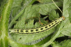 Depressaria chaerophylli