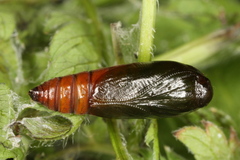 Depressaria chaerophylli