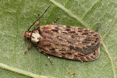 Depressaria chaerophylli