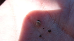 Polydesmus stuxbergi