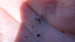 Polydesmus stuxbergi