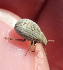 Philopedon plagiatum