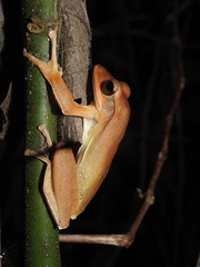 Polypedates occidentalis