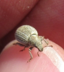 Philopedon plagiatum