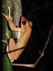 Polypedates occidentalis