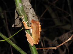 Polypedates occidentalis