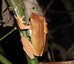 Polypedates occidentalis