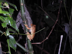 Polypedates occidentalis