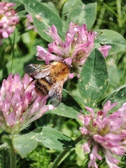 Bombus pascuorum